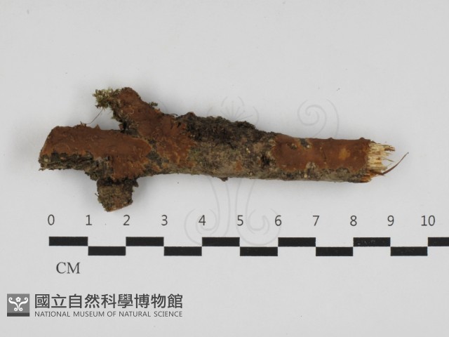 刺革菌屬藏品圖，第1張