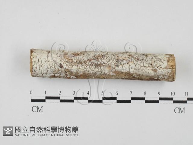 登錄號:F0027797藏品圖，第1張
