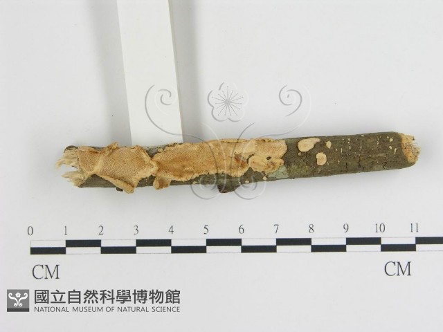 登錄號:F0007797藏品圖，第1張