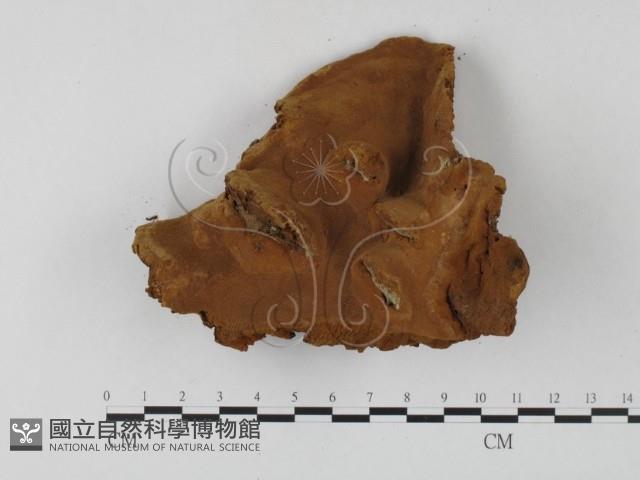 登錄號:F0025797藏品圖，第1張