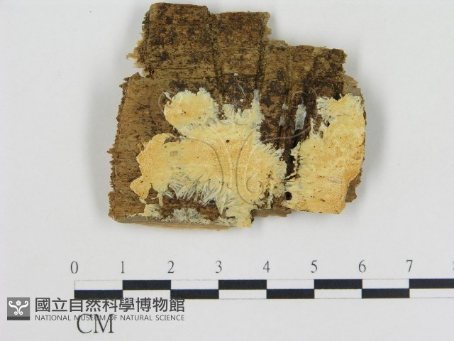 登錄號:F0005797藏品圖，第1張