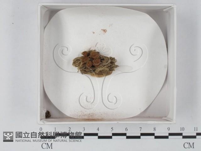 登錄號:F0009797藏品圖，第1張