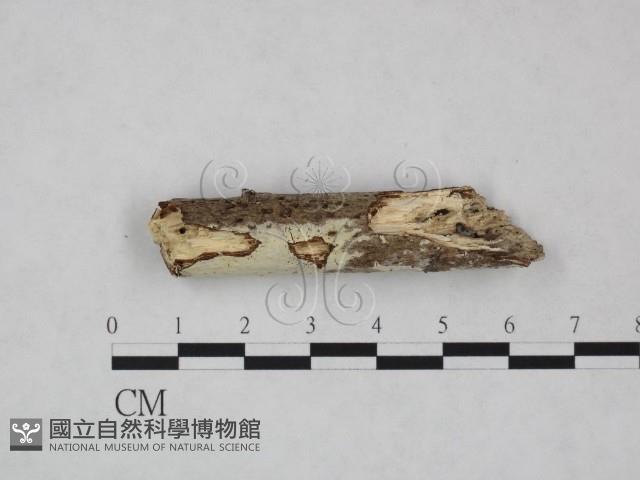 冇骨消絲齒菌藏品圖，第1張