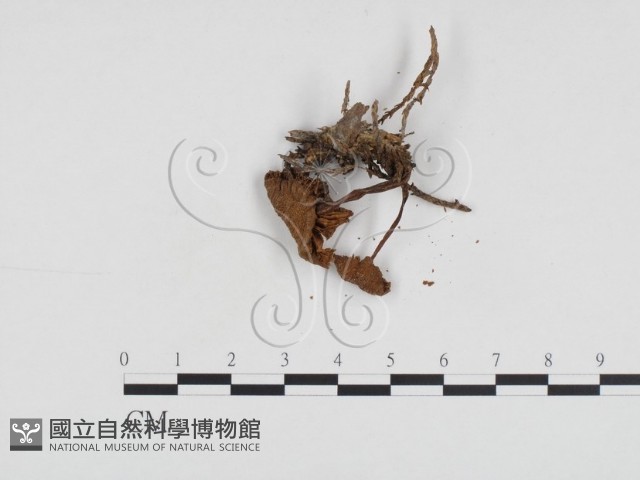 小菇屬藏品圖，第1張