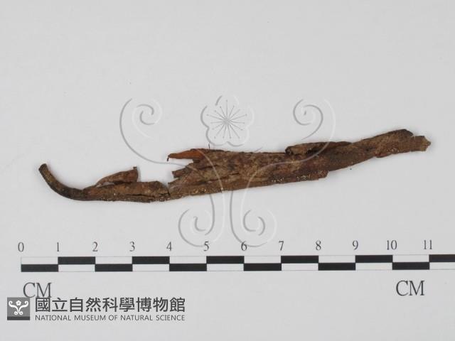 登錄號:F0013797藏品圖，第1張
