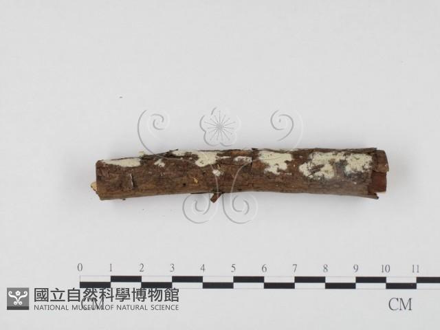 冇骨消絲齒菌藏品圖，第1張