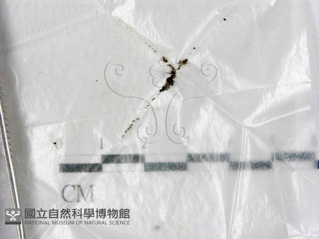 登錄號:F0000597藏品圖，第1張