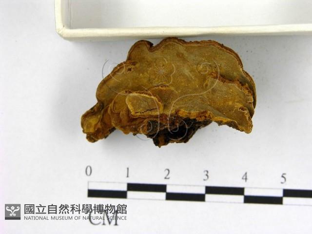 登錄號:F0010597藏品圖，第1張