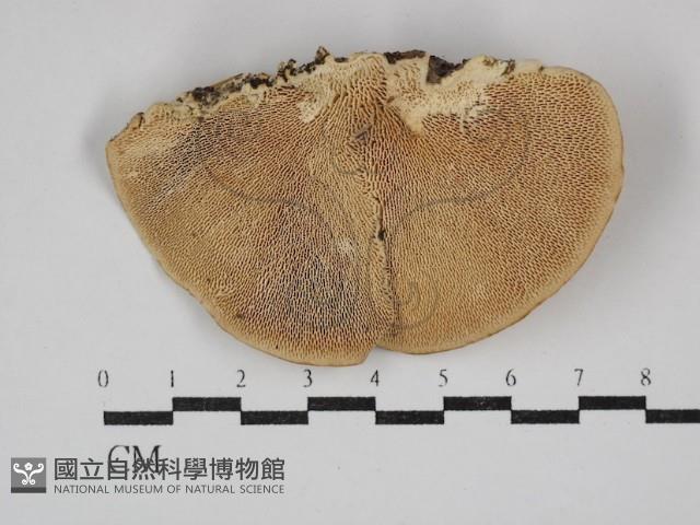 偏腫栓菌藏品圖，第1張