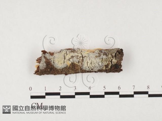 登錄號:F0026597藏品圖，第1張