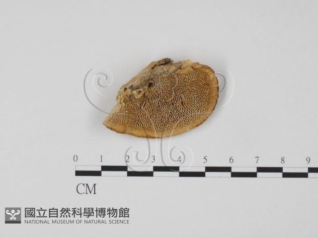 偏腫栓菌藏品圖，第1張