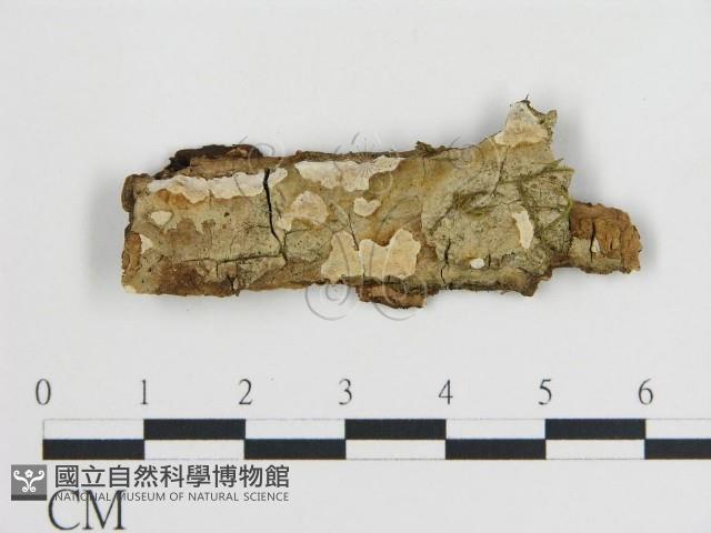 登錄號:F0016597藏品圖，第1張
