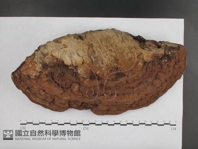 登錄號:F0001597藏品圖，第1張