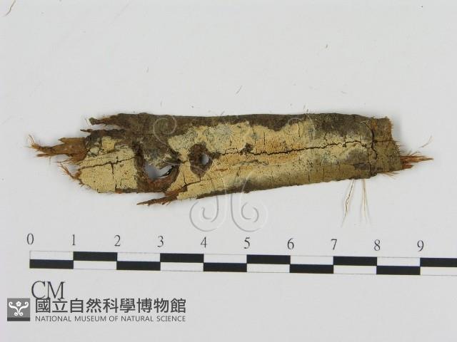 登錄號:F0011597藏品圖，第1張