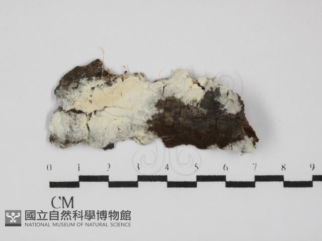 登錄號:F0031597藏品圖，第1張