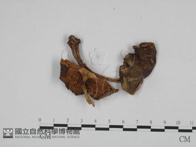 登錄號:F0024597藏品圖，第1張