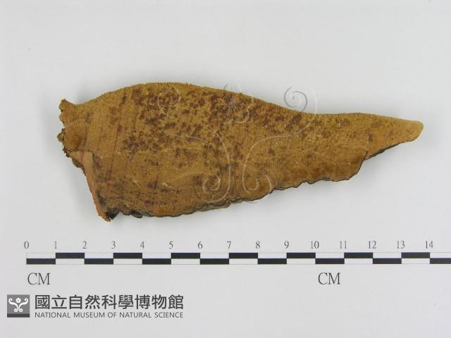 松生擬層孔菌藏品圖，第1張