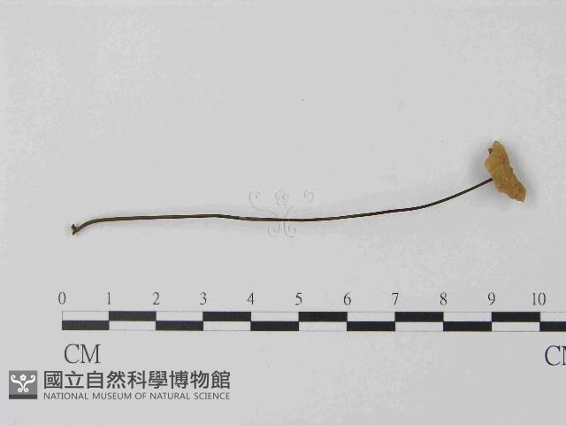 登錄號:F0014597藏品圖，第1張