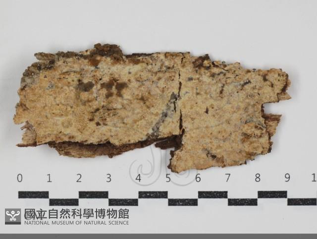 登錄號:F0034597藏品圖，第1張