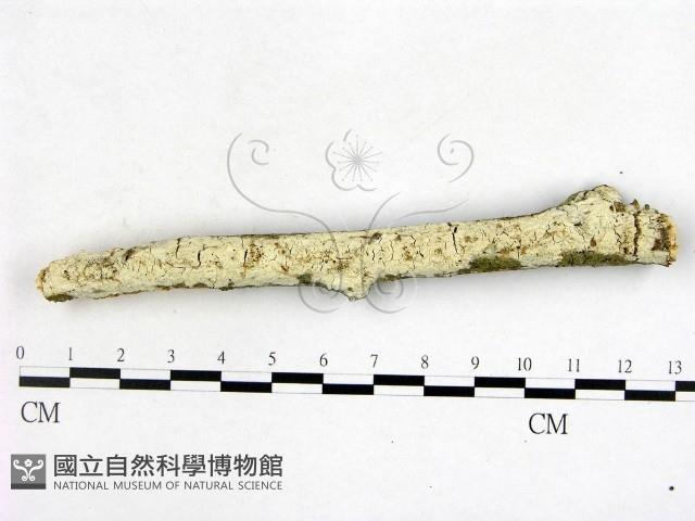 冇骨消絲齒菌藏品圖，第1張