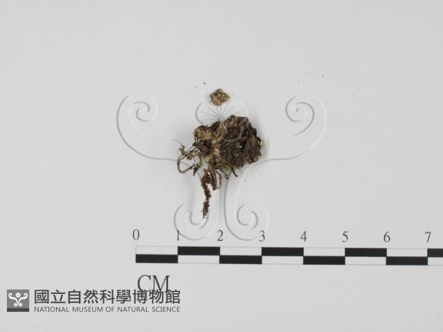 登錄號:F0002597藏品圖，第1張