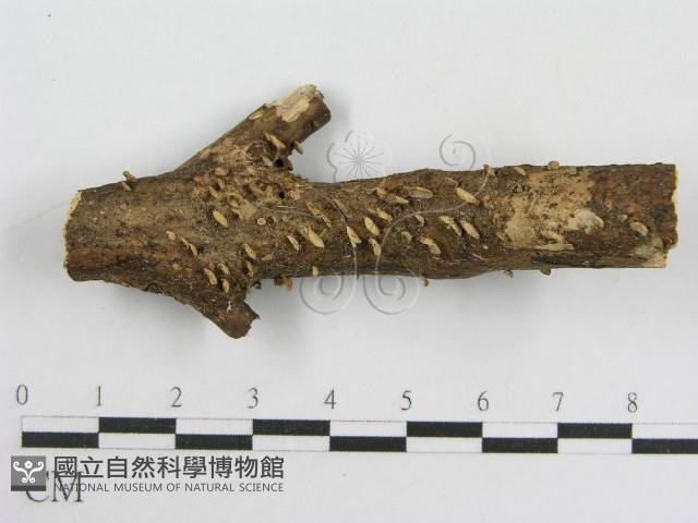 登錄號:F0012597藏品圖，第1張