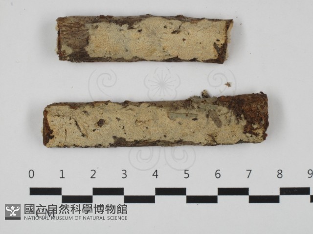 登錄號:F0032597藏品圖，第1張