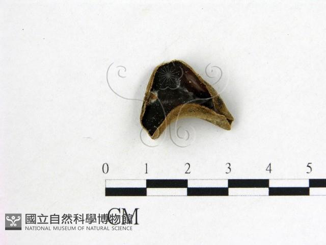 毛木耳藏品圖，第1張