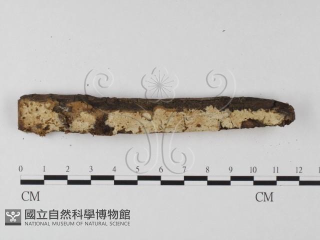 登錄號:F0025597藏品圖，第1張