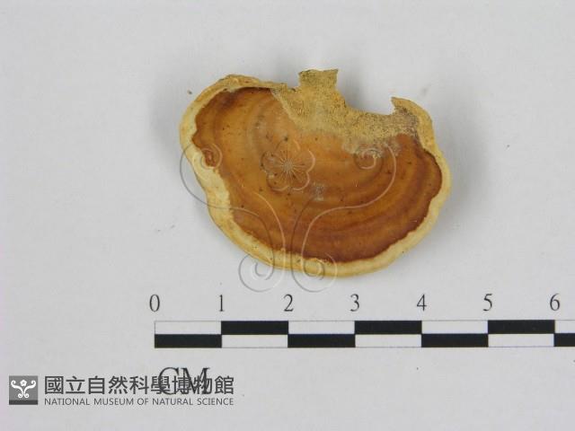 相鄰小孔菌藏品圖，第1張