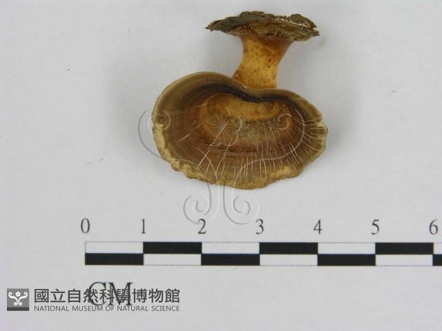 相鄰小孔菌藏品圖，第1張