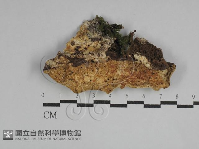硬孔菌屬藏品圖，第1張