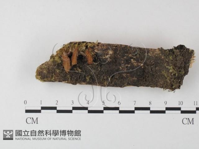 銳孔菌屬藏品圖，第1張