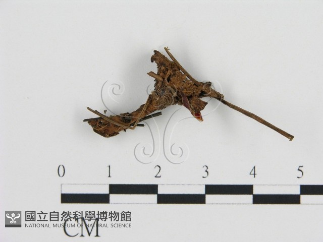 登錄號:F0013597藏品圖，第1張