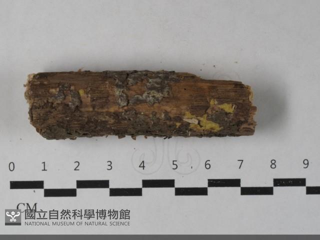 登錄號:F0033597藏品圖，第1張