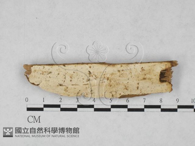 登錄號:F0028197藏品圖，第1張