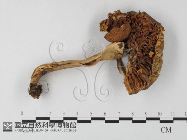 登錄號:F0020197藏品圖，第1張