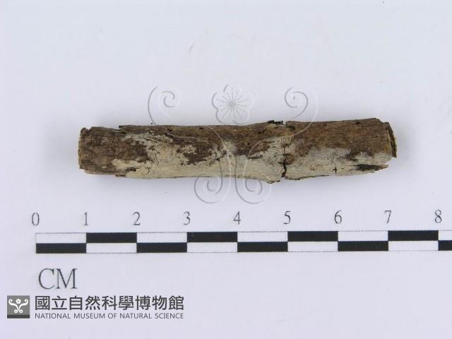 登錄號:F0010197藏品圖，第1張