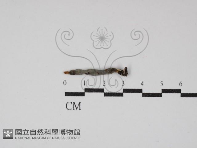 炭角菌屬藏品圖，第1張