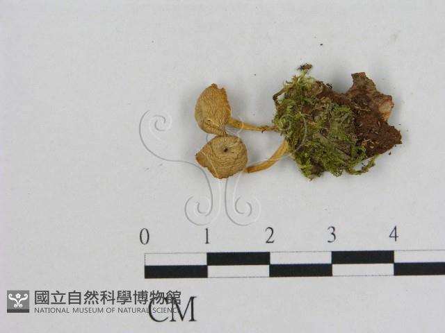 小菇屬藏品圖，第1張