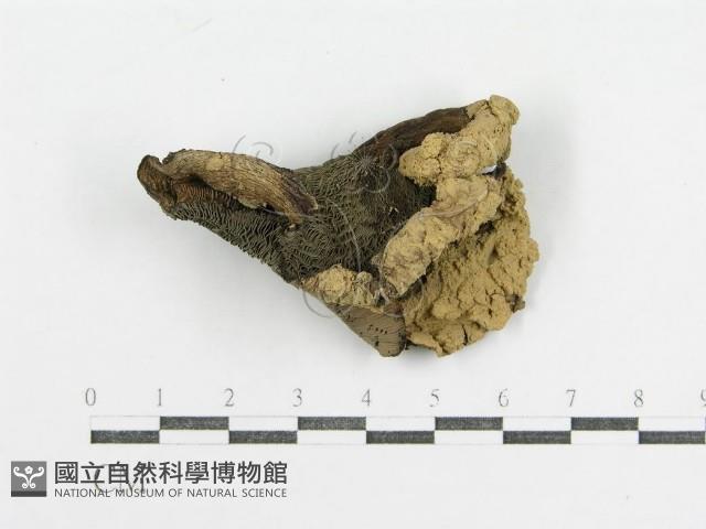 登錄號:F0011197藏品圖，第1張