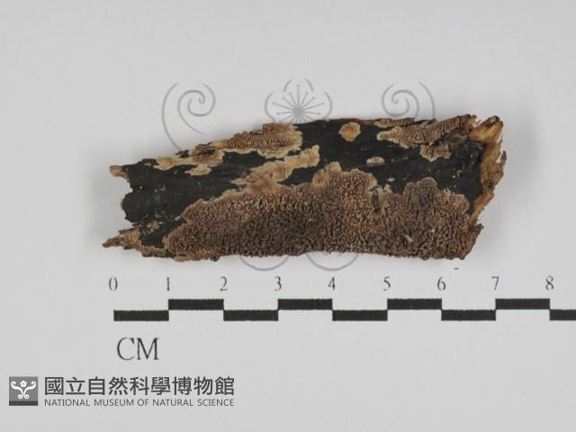 登錄號:F0031197藏品圖，第1張
