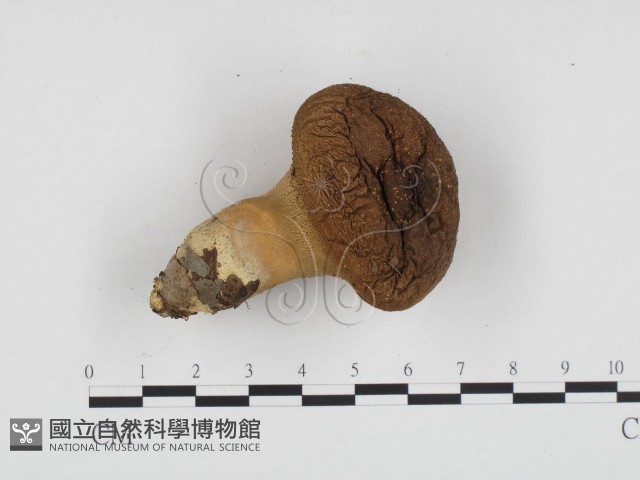 登錄號:F0024197藏品圖，第1張