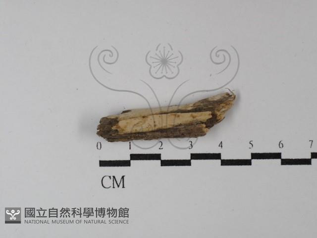 登錄號:F0004197藏品圖，第1張