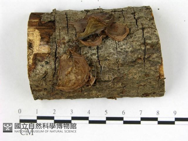 登錄號:F0014197藏品圖，第1張