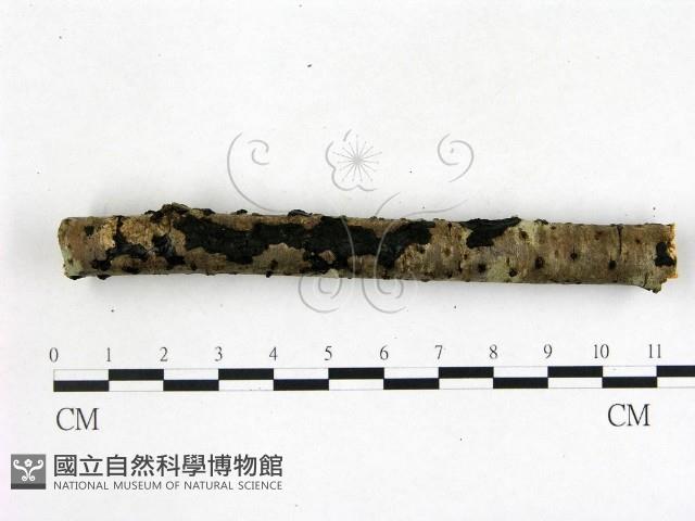 登錄號:F0022197藏品圖，第1張