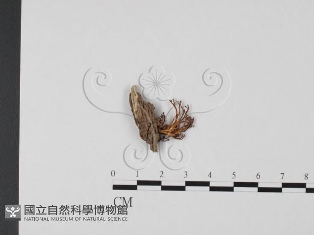 登錄號:F0002197藏品圖，第1張