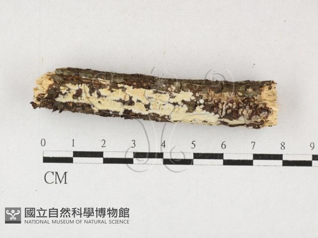 射脈菌屬藏品圖，第1張