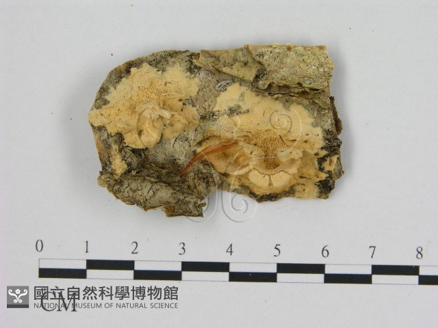 登錄號:F0007197藏品圖，第1張