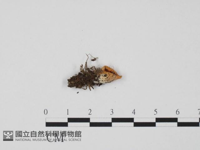 登錄號:F0017197藏品圖，第1張
